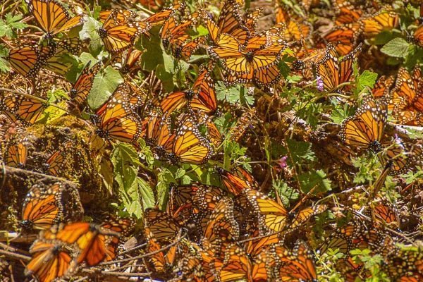 Colorful image of the Monarch Butterfly in Mexico